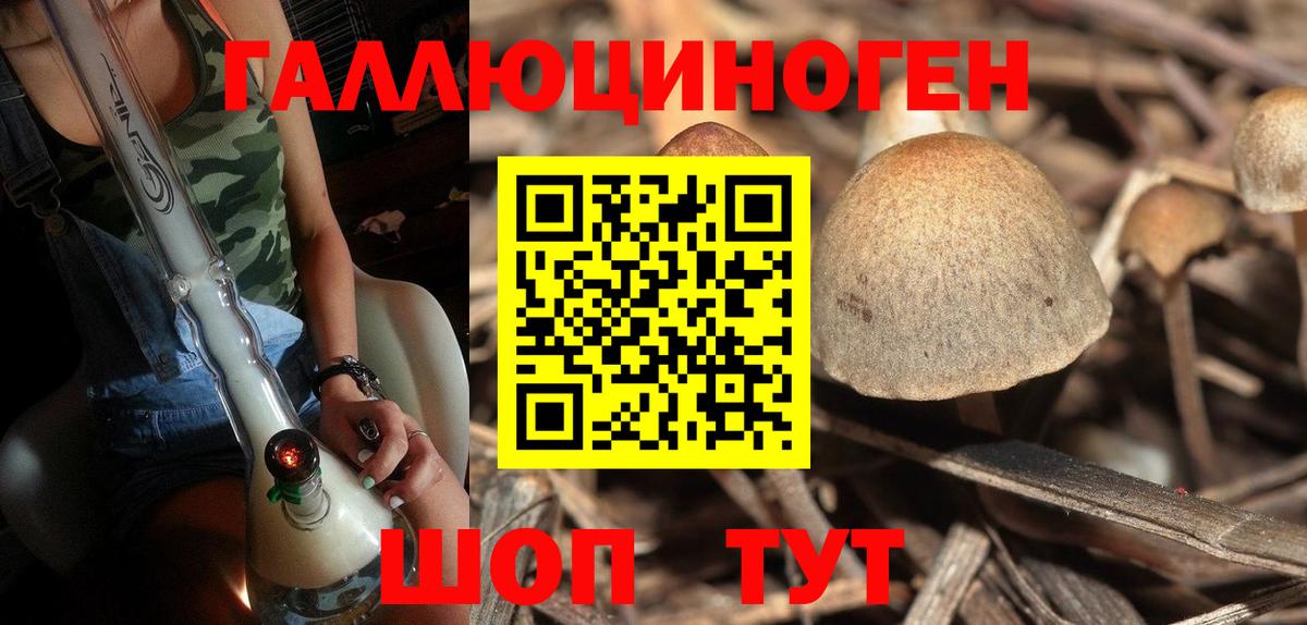 Осинники  Галлюциногенные грибы GOLDEN TEACHER  Вход с VPN  Псилоцибиновые грибы Psilocybe 